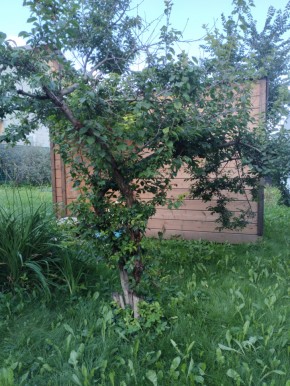 Коллективный сад номер 7, участок 58 в Туринске - turinsk.yutvil.ru - фото 28 Коллективный сад номер 7, участок 58 в Туринске - turinsk.yutvil.ru - фото 28