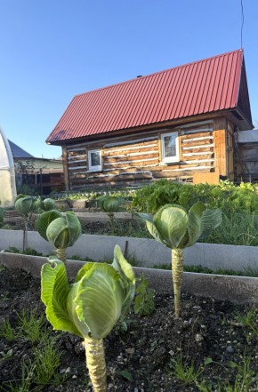СНТ Дорожник, 97 в Туринске - turinsk.yutvil.ru - фото 19