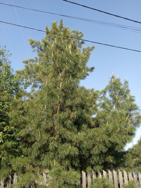 ул. Полынная,29 в Туринске - turinsk.yutvil.ru - фото 18